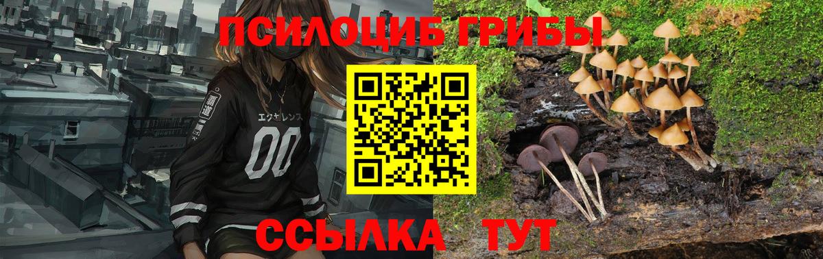 Псилоцибиновые грибы мицелий  Вход с VPN  наркотики  Борзя  Псилоцибиновые грибы мицелий 